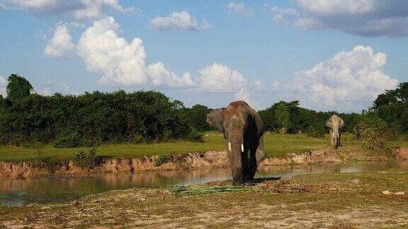 泰国素林的亚洲象