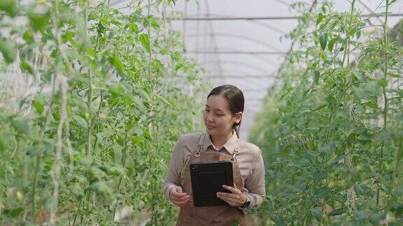 年轻的女农民一大早就在温室里干活