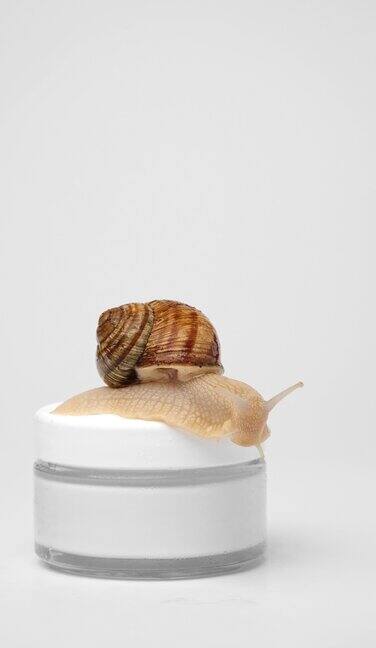 在白色背景上一只蜗牛爬在一罐面霜的盖子上关闭了