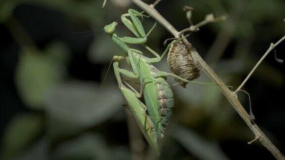 只螳螂交配在一窝卵囊(卵团)旁边的树枝上削螳螂外高加索树螳螂(Hierodulatranscaucasica)接近的螳螂昆虫