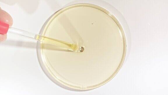 透明黄色液体油从试管倒入培养皿化学实验室研究天然有机化妆品医药天然化妆品生产特写