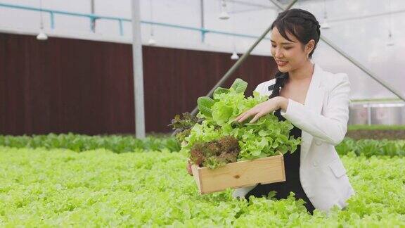 新鲜的沙拉蔬菜由亚洲妇女农民在温室的水培种植系统农场收获并出售新鲜蔬菜和健康食品