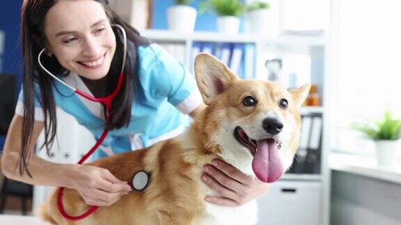 女兽医在诊所用听诊器听狗在4k电影