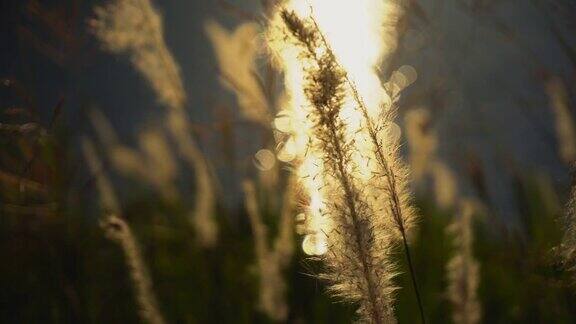 早晨的太阳来了草地上的鲜花在日出的背景