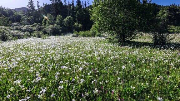 夏季川西高原上百花盛开