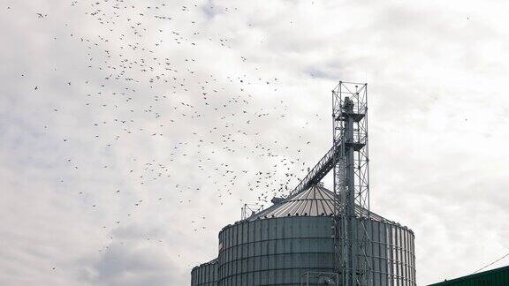 鸟飞过电梯一群鸟飞过一个储存大豆和玉米谷物的筒仓