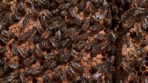 欧洲蜜蜂意大利蜜蜂野鳐上的黑蜜蜂巢诺曼底的蜂巢