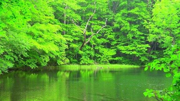 池塘在绿色的森林青森日本