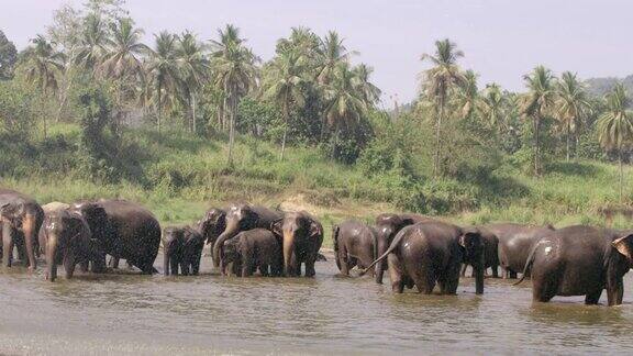 斯里兰卡大象在阳光明媚的河流中涉水、沐浴