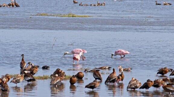 寻找食物的鸭子和粉红琵鹭