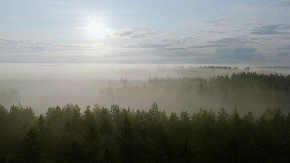 雾蒙蒙的林地斯堪的纳维亚半岛的夏日日出-鸟瞰图