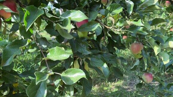 果园里的一篮子苹果