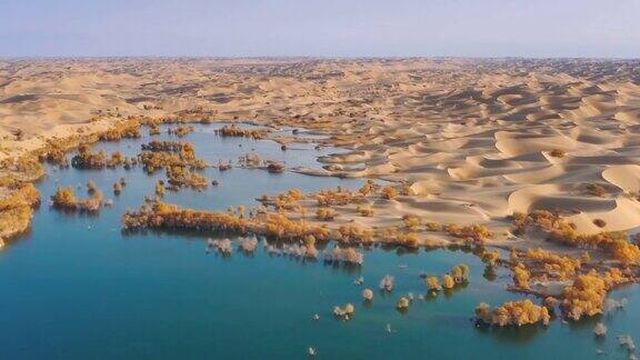 湖被沙漠包围到处都是胡杨林