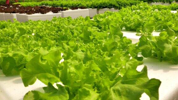 有机蔬菜沙拉水培农场健康