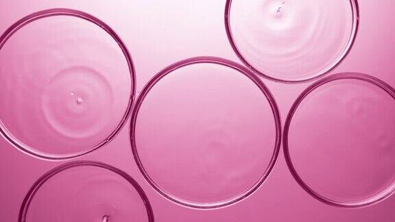 透明滴落在多个培养皿与透明液体