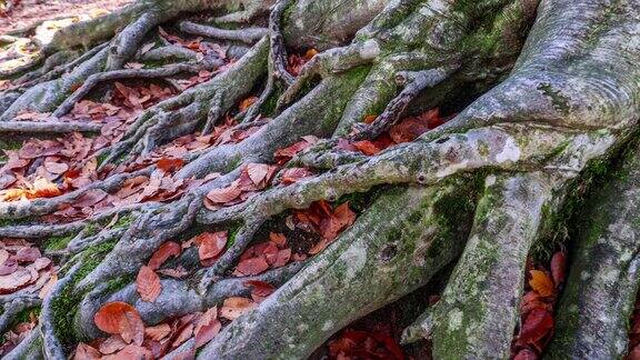 秋天的落叶嵌在树根的缝隙里