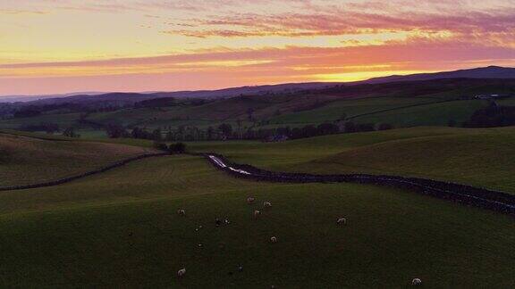 绵羊放牧在约克郡的农田在日落-鸟瞰图