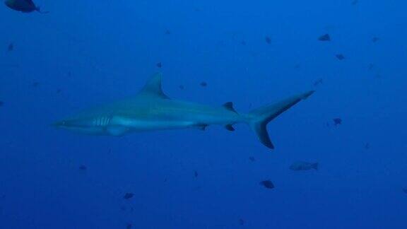 灰色礁鲨游近镜头