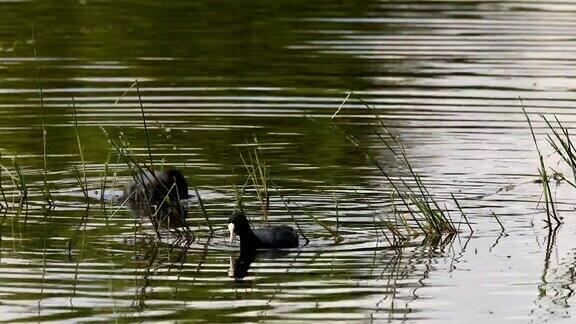 栖息在绿色芦苇上的小池塘里的欧亚白骨顶鸟