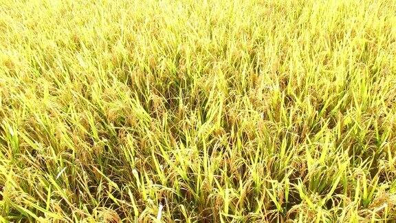 从空中俯瞰金黄成熟的稻谷