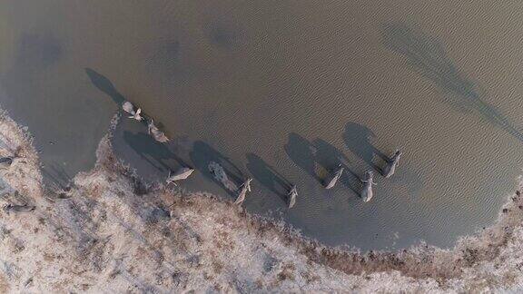 高空鸟瞰一小群大象在奥卡万戈三角洲的一条河里饮水博茨瓦纳
