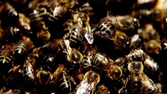 蜜蜂的特写画面上面爬满了蜜蜂