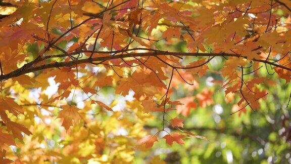 在阳光明媚的日子里秋天的森林里有黄色和橙色树冠的彩色树林秋天的野生自然景观