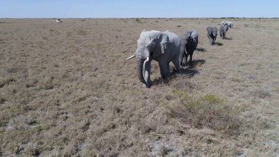 大象在博茨瓦纳草原上行走的鸟瞰图