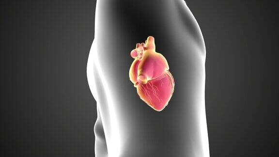 人体循环系统心脏循环的动画概念