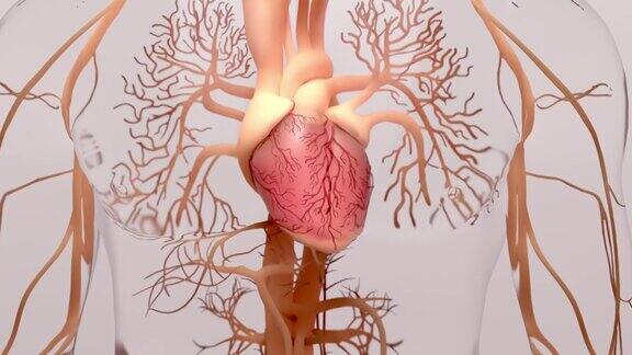 人体心脏三维渲染医学上准确的人体心脏解剖与静脉系统插图