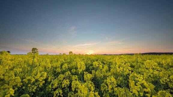 8K拍摄的日落场景在油菜田
