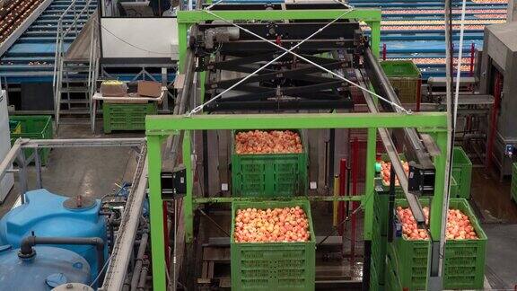 苹果的接收和加工在大型水果包装设施之前的冷藏或分销到市场