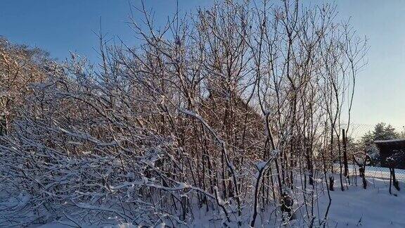 冬天乡间别墅前灌木丛上的雪