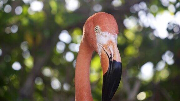 加勒比海的阿鲁巴火烈鸟