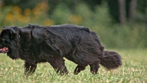 SLOMOTS黑色纽芬兰狗在草地上奔跑