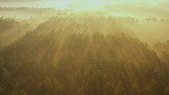 清晨一架无人机飞过一片模糊的夏日森林阳光穿过浓雾