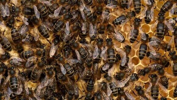 欧洲蜜蜂意大利蜜蜂野鳐蜜蜂在蜂巢工作中部女王诺曼底实时4K