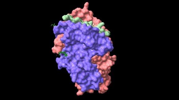 波形蛋白结合的免疫受体HLA-DRB1的结构