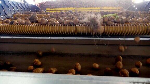 收获土豆特写镜头土豆块茎在一种特殊的机器胶带上移动自动清洗土豆污垢和土壤筛除碎片马铃薯种植、农业