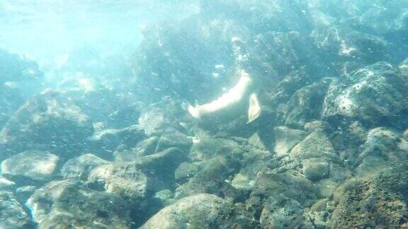 一只海狮在加拉帕戈斯群岛上绕圈的水下镜头