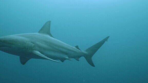 大海洋鲨鱼在公海水下拍摄