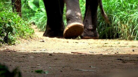 泰国大象旅游营地亚洲象走在土路上