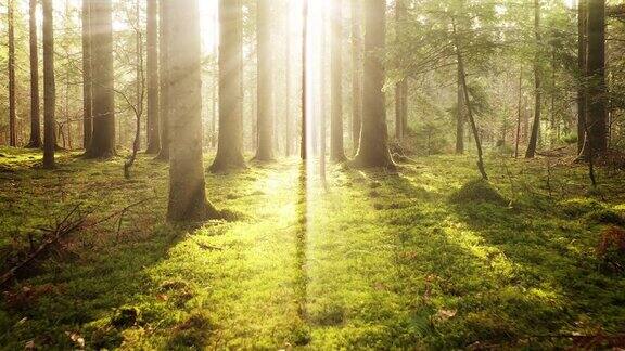 梦幻般的童话般的阳光阳光穿过长满青苔的森林景观