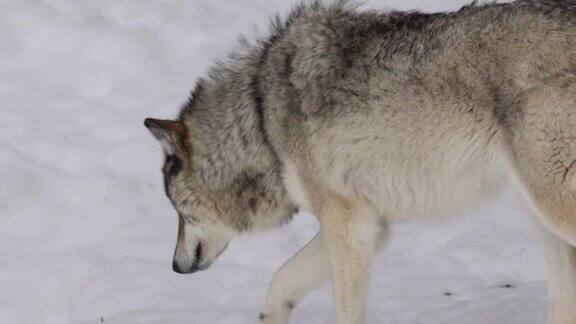 冬天大灰狼在森林里寻找对手和危险或者休息