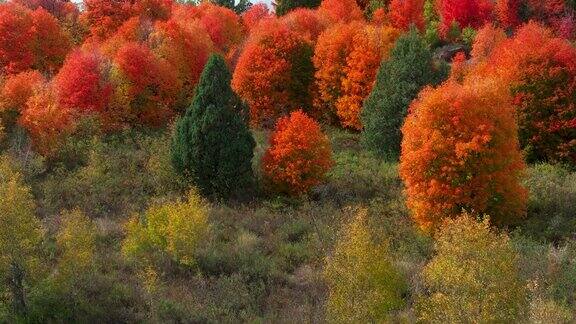 电影无人机航拍令人惊叹的秋天温暖的五彩缤纷的颜色红橙黄绿茂密的白杨树沟森林大塔吉通过爱达荷州大提顿斯国家公园景观向上运动
