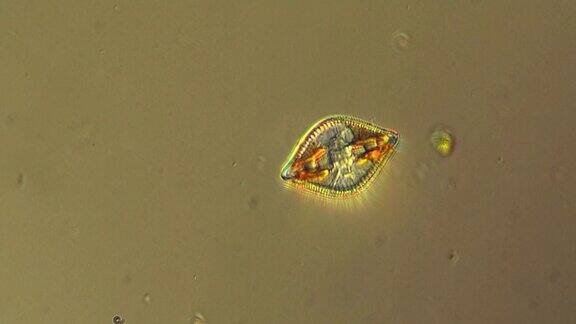 硅藻微生物显微镜观察