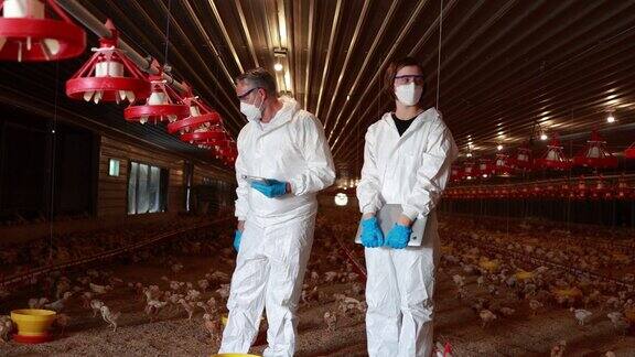 两位兽医确保最佳家禽健康:在农村养鸡场的蒸发冷却中工作