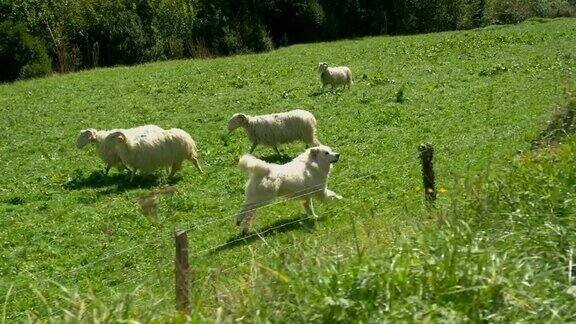 移动低角度拍摄牧羊犬沿着篱笆跑看守羊群绵羊在牧场上吃草美丽的动物放牧和树在背景