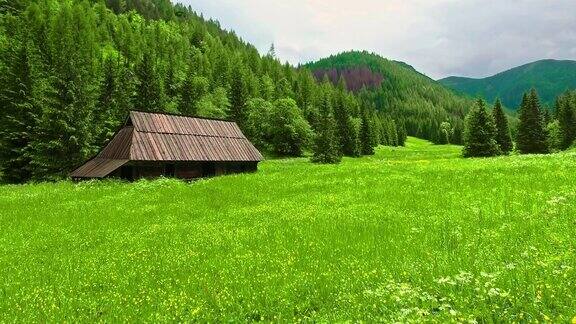 波兰Tatra山脉的绿色山谷Jaworzynka在夏天