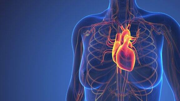 人体心脏解剖